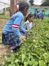 We seek to maintain family and school biogardens