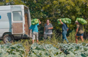 Is cabbage a flower or "real" food?