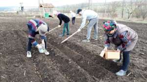 Over 60 types of fruits and veggies planted