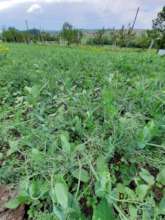 Peas, mustard and other cover crops