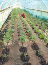 Lots and lots of tomatoes