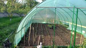 Almost 300 tomato plants