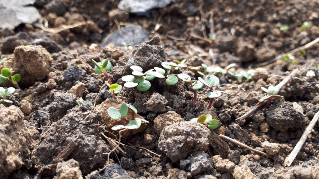 Moldova's First Food Business Incubator