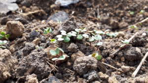 Our first seedlings
