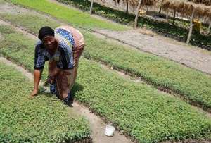 Eucalyptus seedlings are future hope!