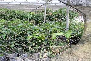 Fruit tree nursery project