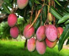Indian Mango Fruit Good For life!