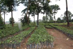 Indian Mango seedings your Gift Gave Us!