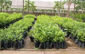 We buy fruit and tree seedlings from Uganda