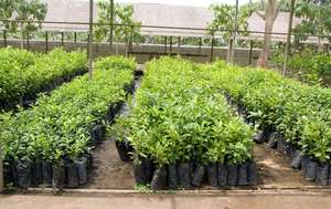 We buy seedling from National Crops institute - Ug