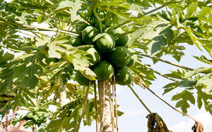 Pawpaw Tree - outcome of our hard work!