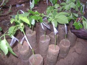 We are planting because of you!