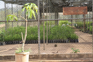 Nursery - where we buy tree seedlings