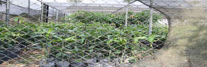 Fruit tree Nursery