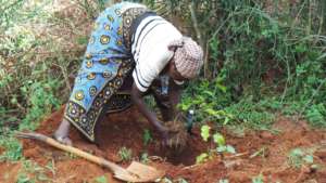 We Need Eucalyptus For Future Generation