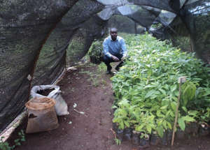 Avocado seedlings needed in South Sudan