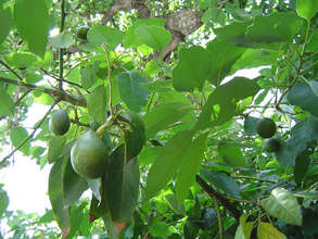 Avocado fruit