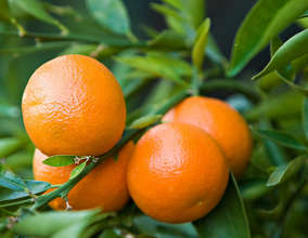 Citrus fruit