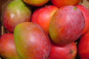 Indian Mango fruit