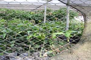 Tree nursery