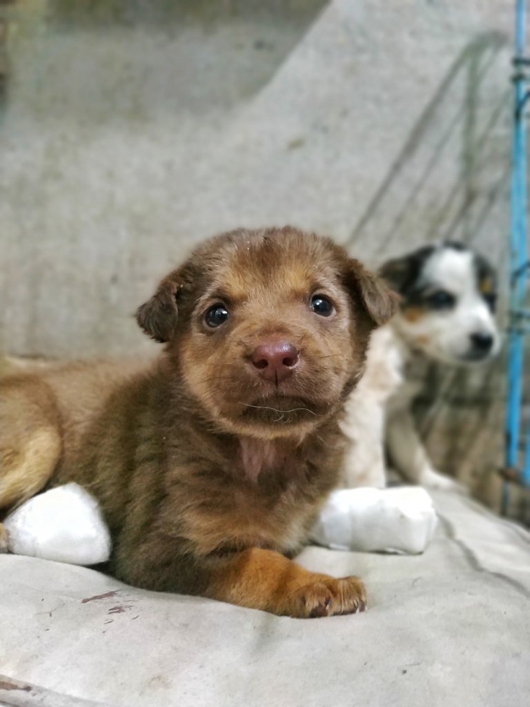 Help Rescue 100 Homeless Dogs in India