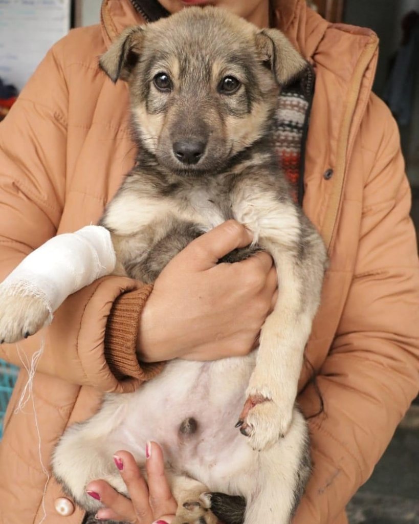 Help Rescue 100 Homeless Dogs in India