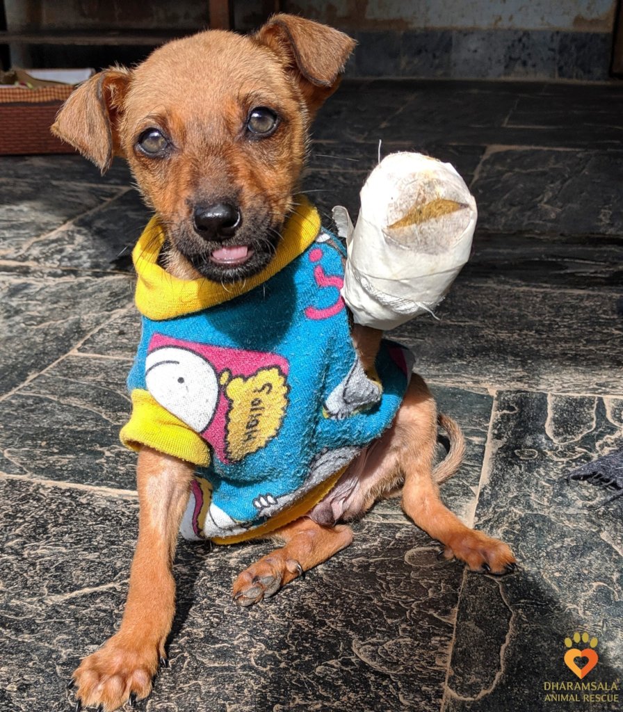 Help Rescue 100 Homeless Dogs in India