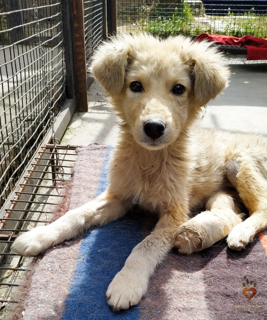 Help Rescue 100 Homeless Dogs in India