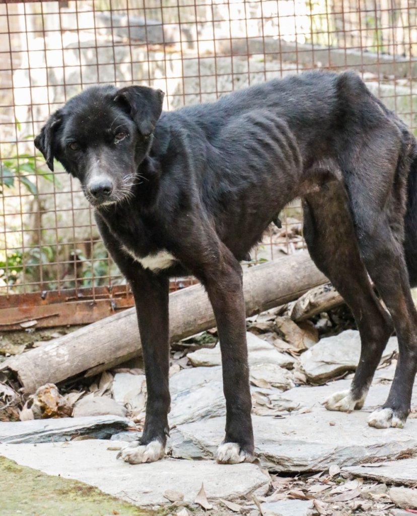 Help Rescue 100 Homeless Dogs in India