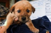 Help Rescue 100 Homeless Dogs in India