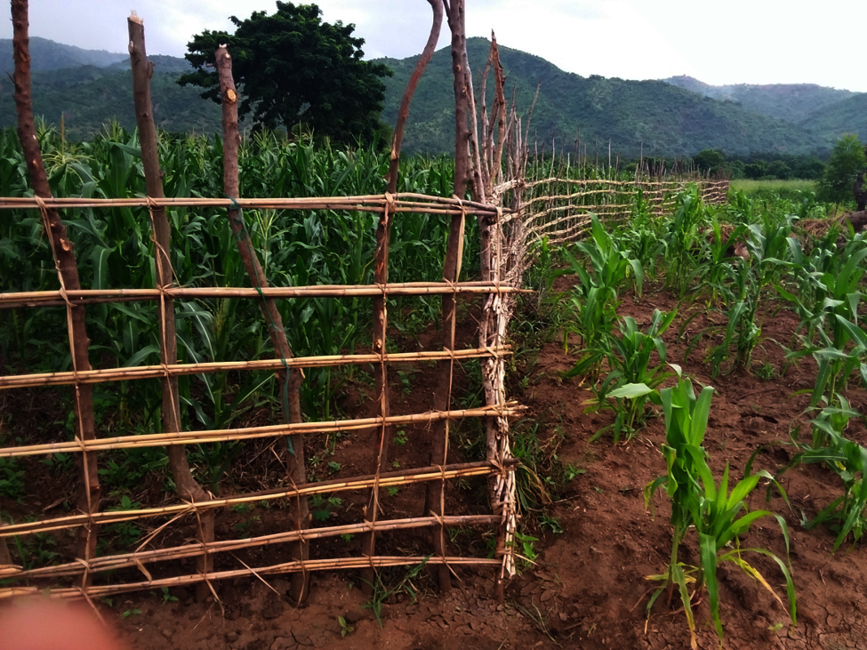 Green manure cover crops reverses tide of hunger
