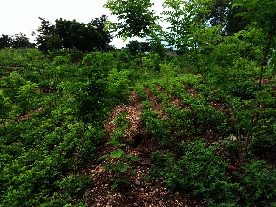 Green manure cover crops reverses tide of hunger