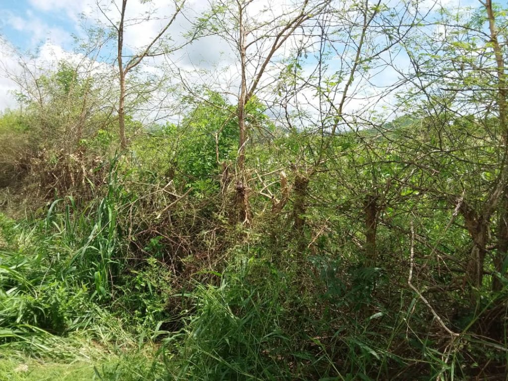 Green manure cover crops reverses tide of hunger