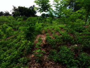 Green manure cover crops make the difference