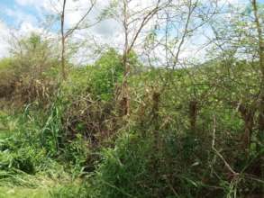 Acacia Gapin fences protects crop from livestock