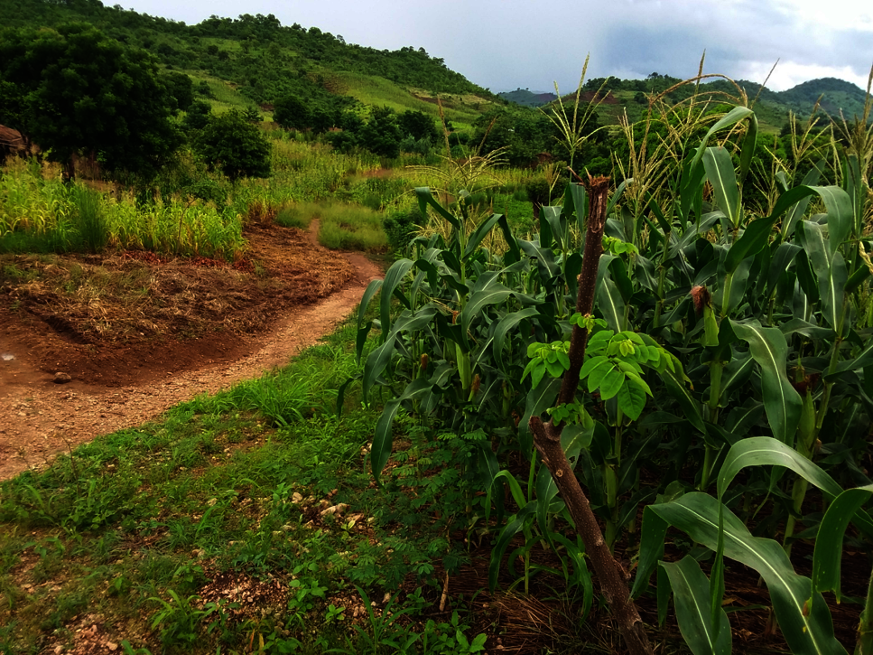 Green manure cover crops reverses tide of hunger
