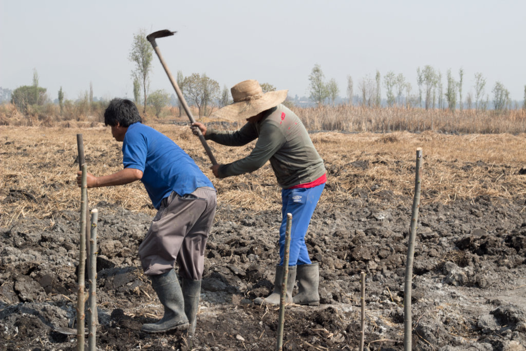 Create a refuge and save the Xochimilco wetland