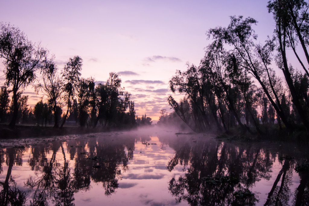 Create a refuge and save the Xochimilco wetland