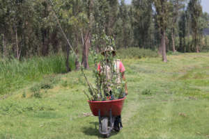 We need more trees to save Xochimilco wetland