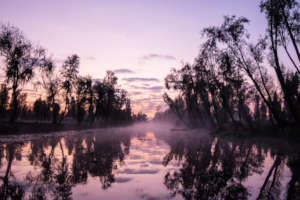 Xochimilco wetland and its native trees at dawn