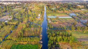 Xochimilco wetland and the big city