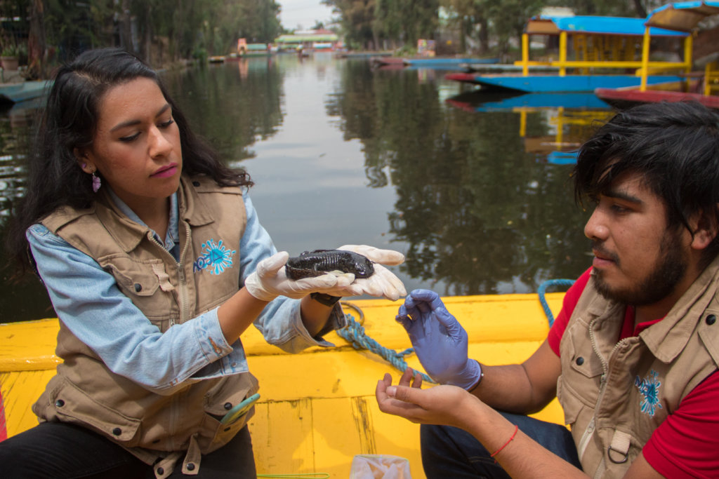Create a refuge and save the Xochimilco wetland
