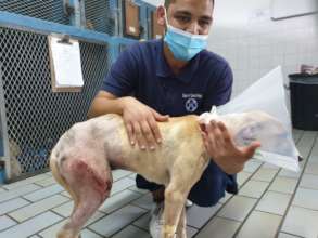 Bali after her first surgery