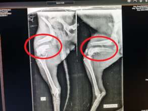 An x-ray of Bali's badly broken leg
