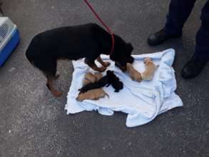 All 10 safely rescued