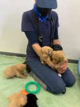 Puppy enrichment classes with our behaviourist