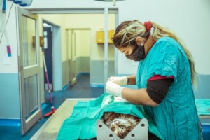 Dog being sterilised