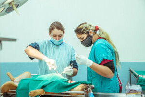 2020 Veterinarians in action