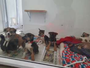A safe haven to recover at the SPCA