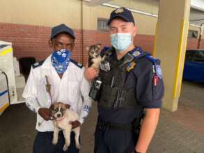Puppies in safe hands now